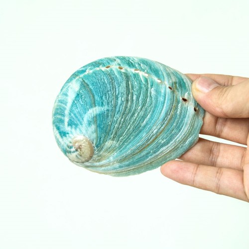 Vỏ ốc xanh 8cm