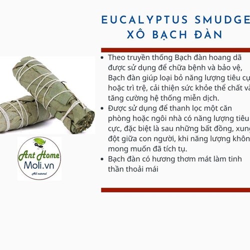 Xô Bạch Đàn Eucalyptus smudge 11cm