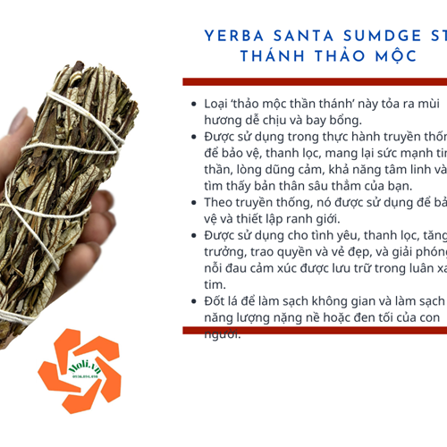 Yerba Santa - Thanh Thảo mộc - Cỏ tình yêu