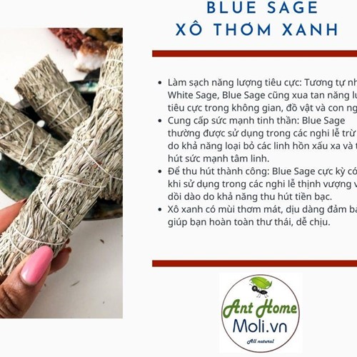 Bó xô thơm Xanh Blue sage 11cm